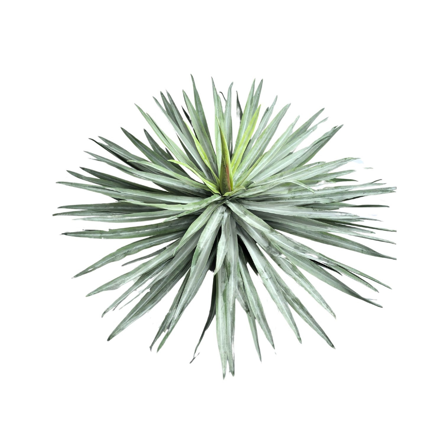 עציץ אגבה 70 ס"מ בלי כד