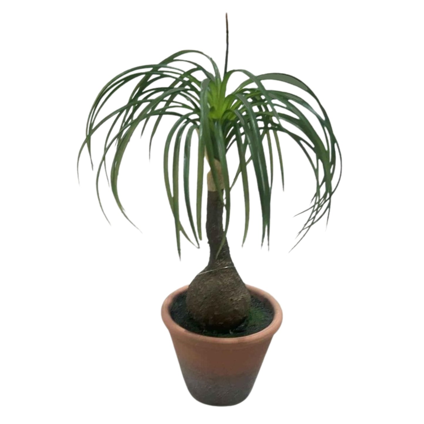 צמח רגל הפיל 40 ס"מ