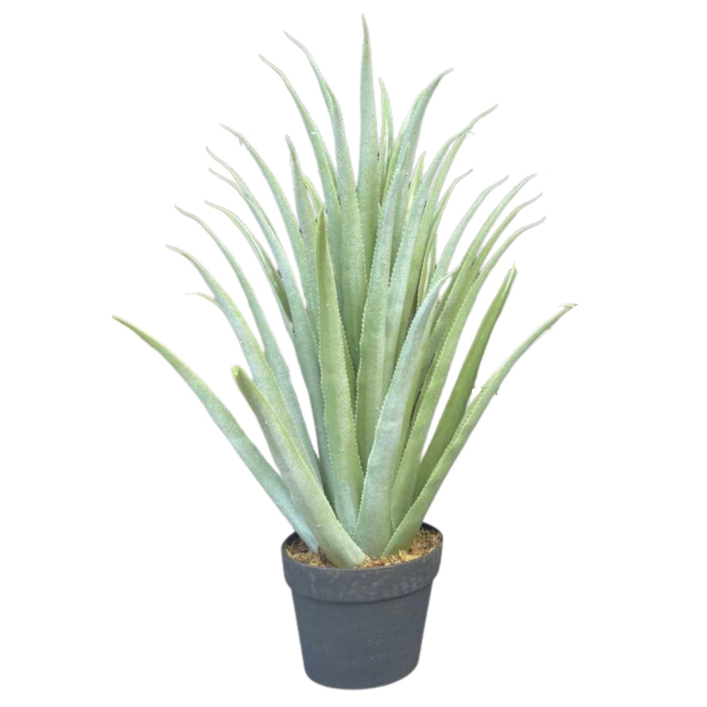 עציץ אגבה 70 ס"מ