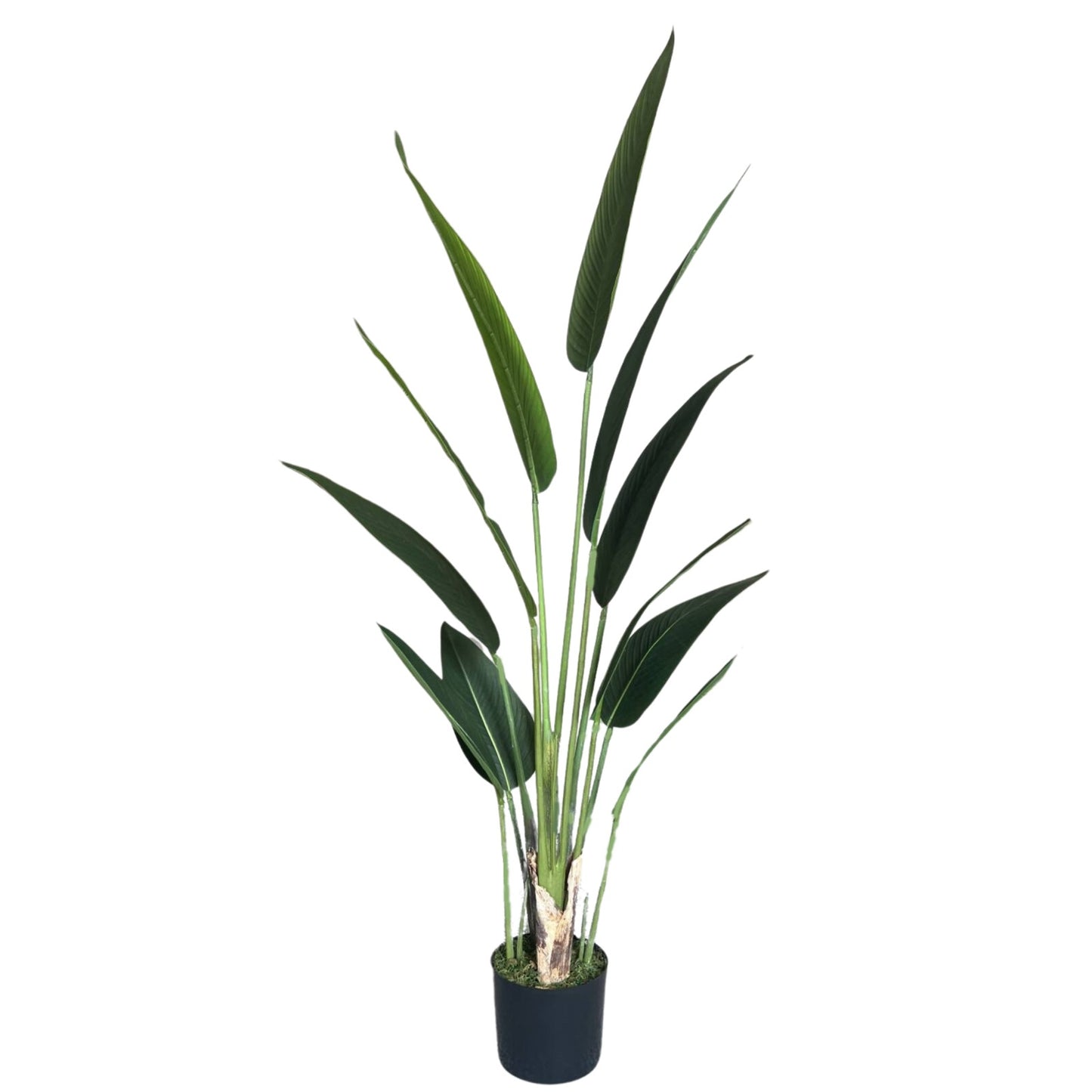 צמח ציפור גן עדן 150 ס"מ