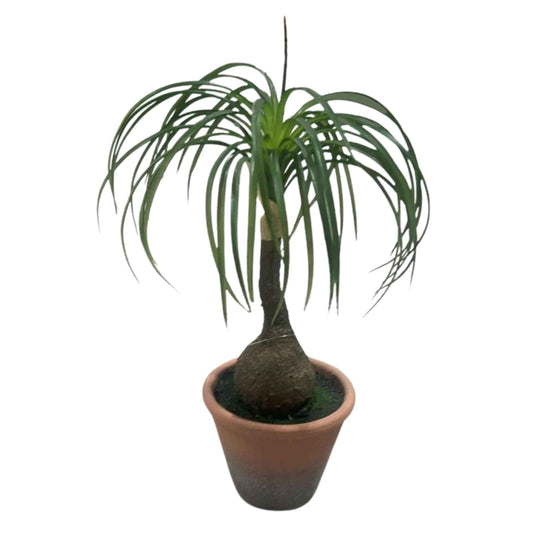 צמח רגל הפיל 40 ס"מ