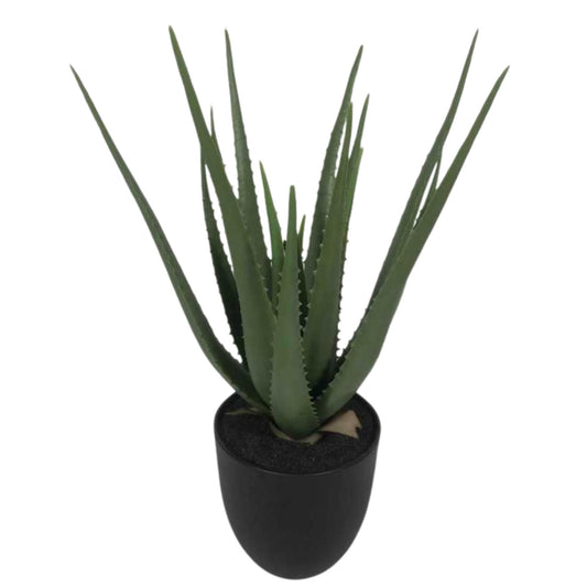 אלוורה קוצנית 60 ס"מ