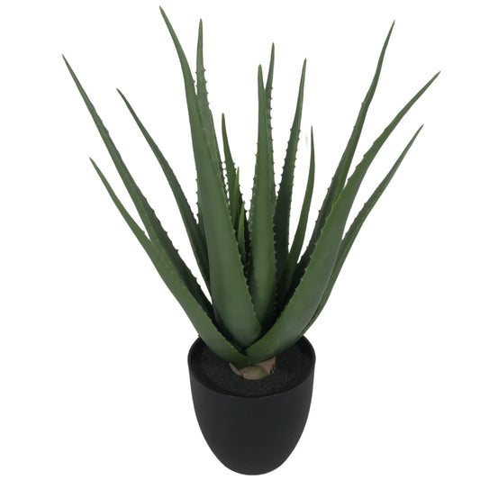 אלוורה קוצנית 70 ס"מ